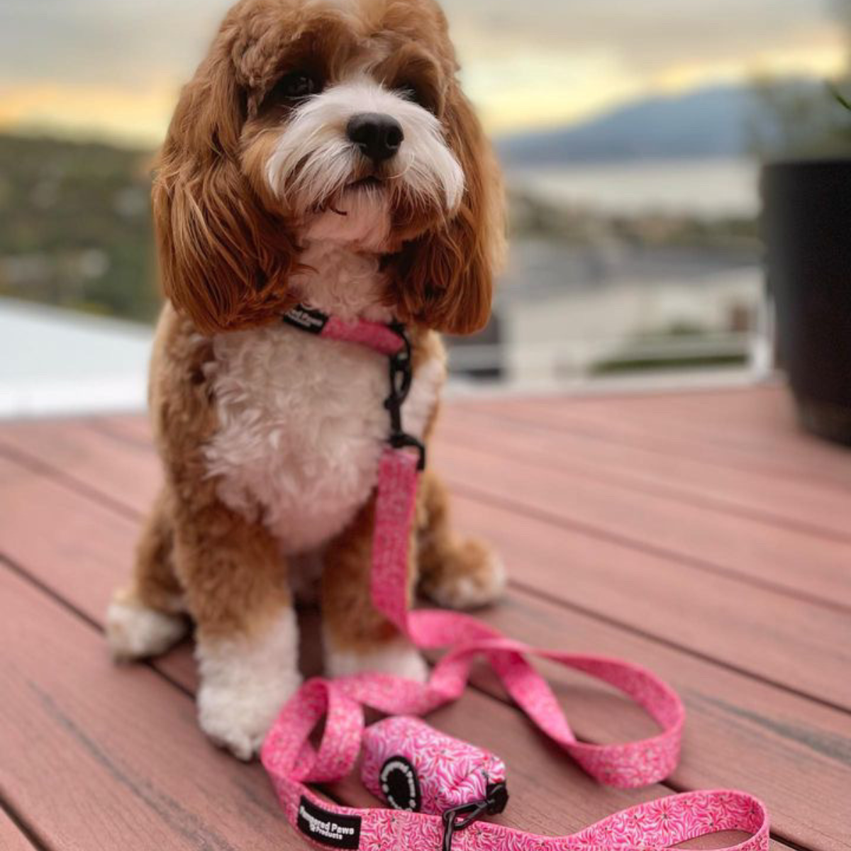 Dog Leash