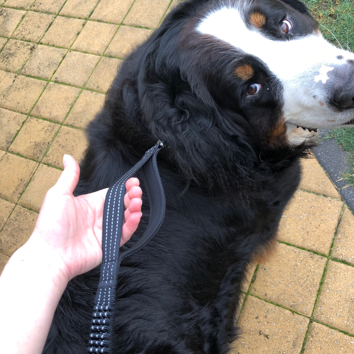 shock absorbing dog leash