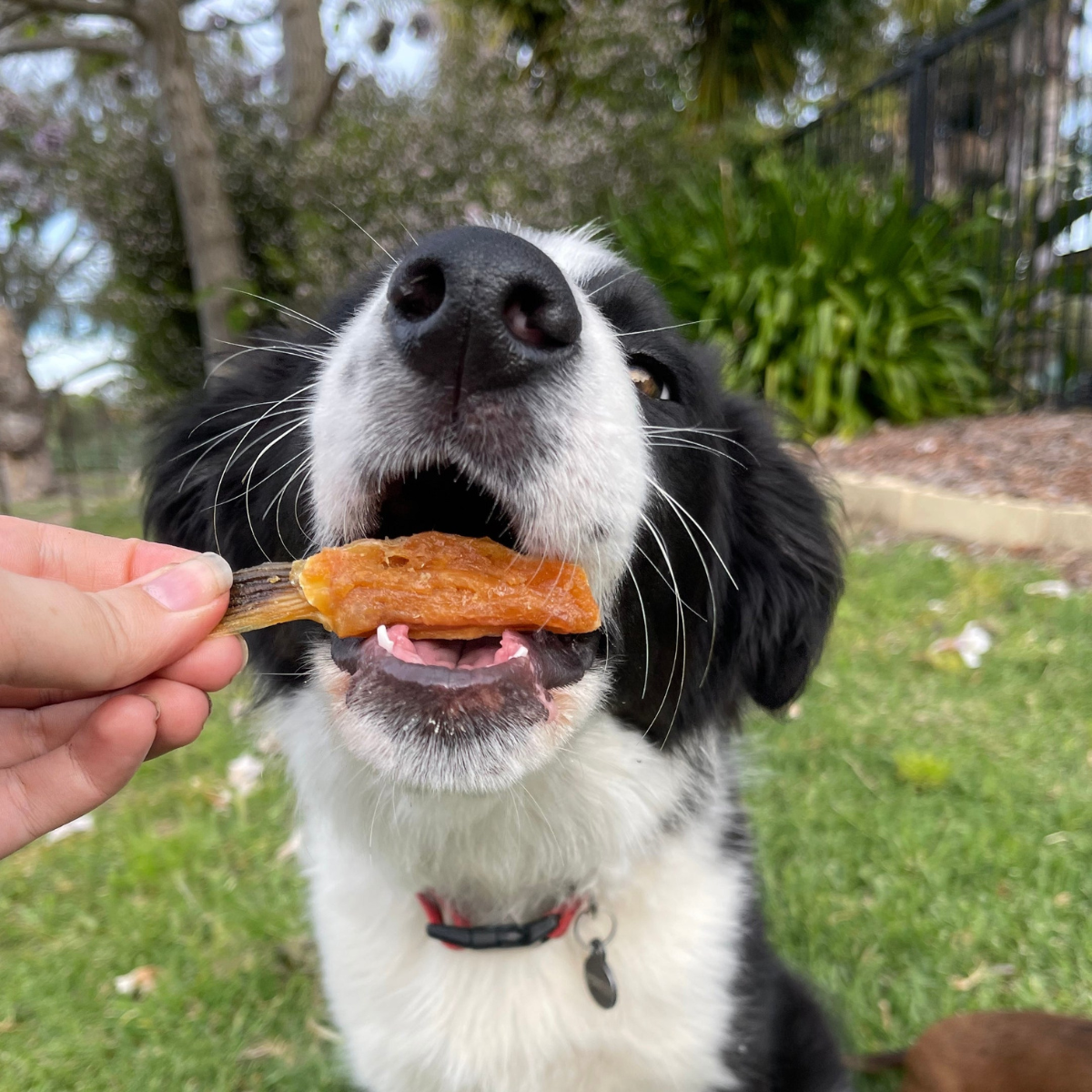 Salmon Belly Dog Treat