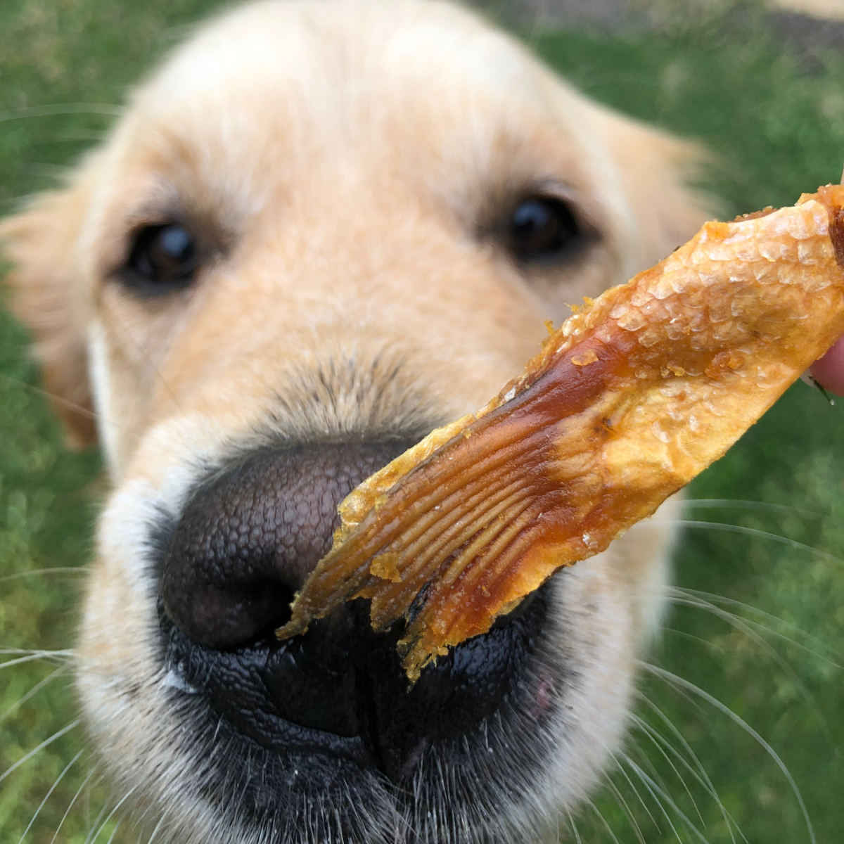 Salmon Belly Dog Treat