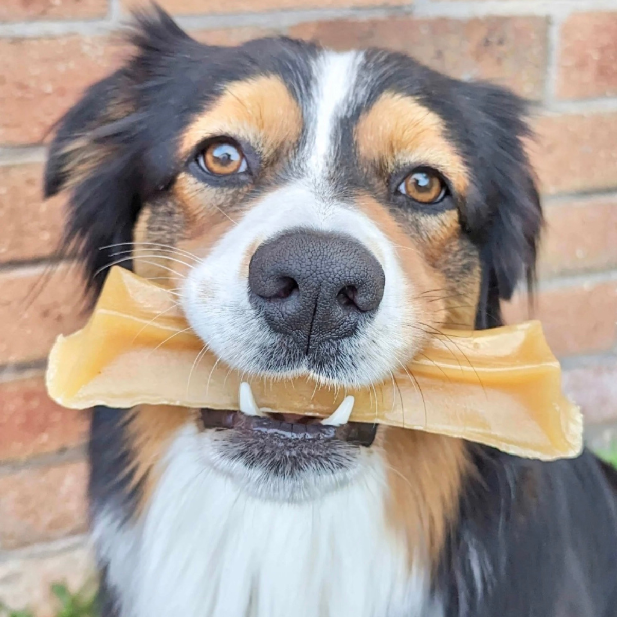 Bone Marrow Chew