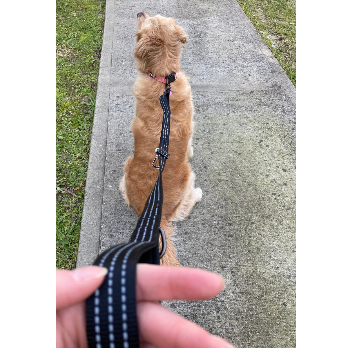 Dog Leash