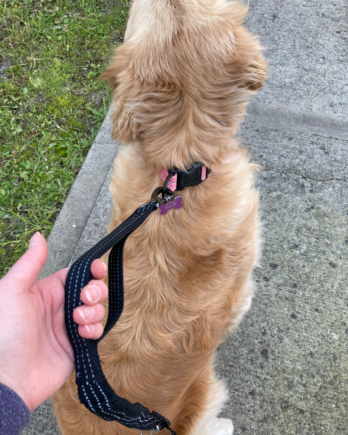 shock absorbing dog leash