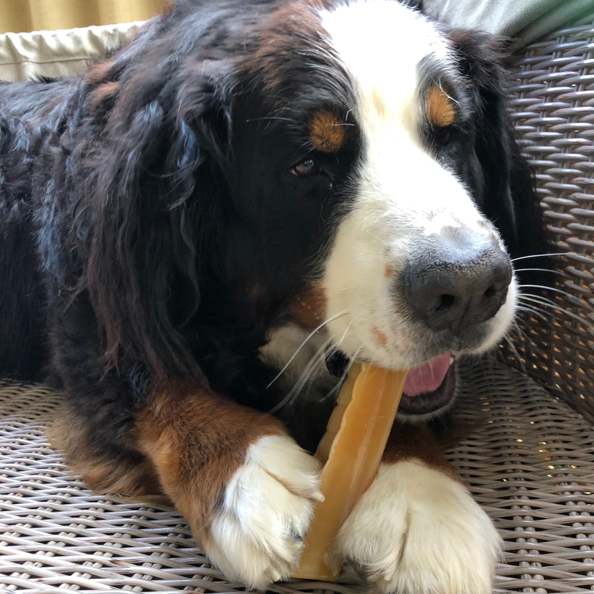 Bone Marrow Chew