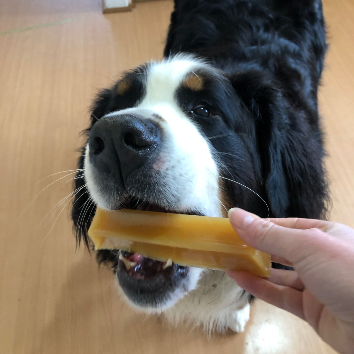 Bone Marrow Chew