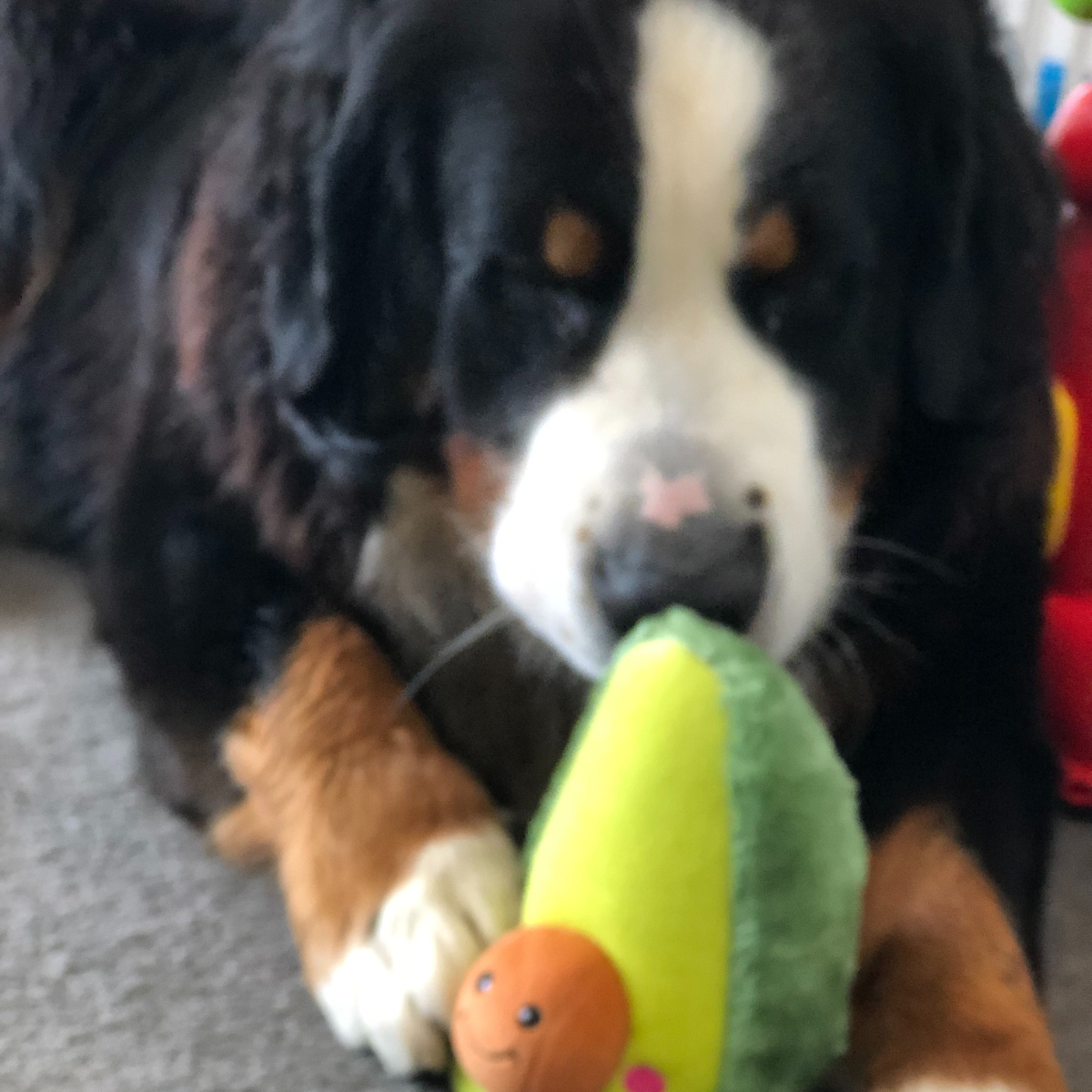 ZippyPaws NOMNOMZ Avocado