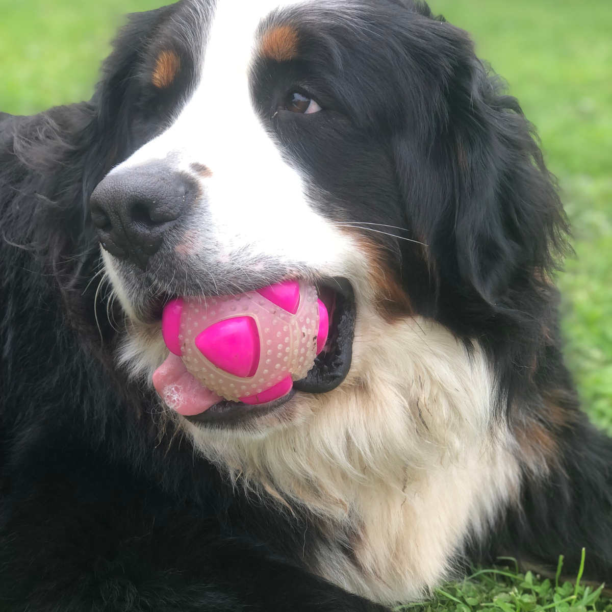 Best dog ball
