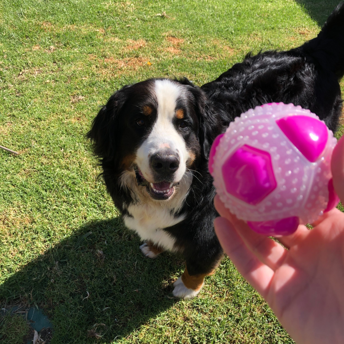 Best dog ball