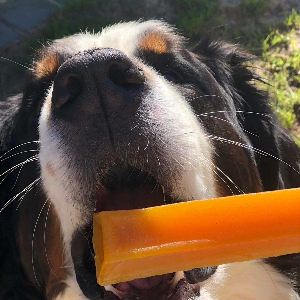 Bone Marrow Chew