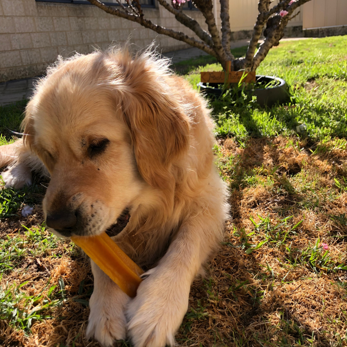Bone Marrow Chew