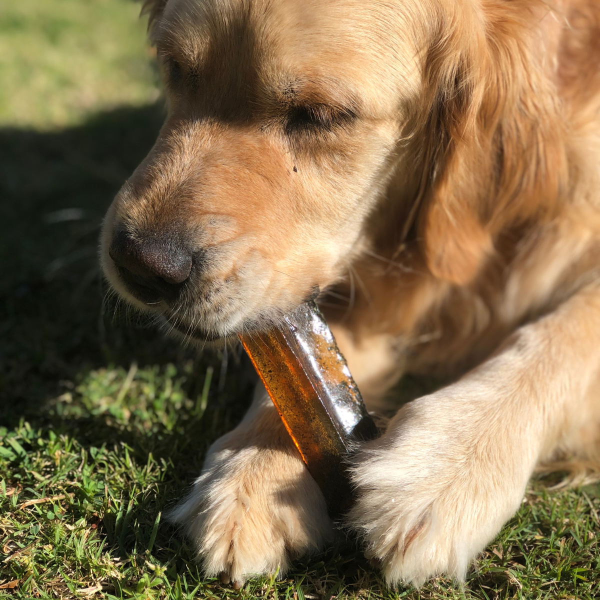 Bone Marrow Chew