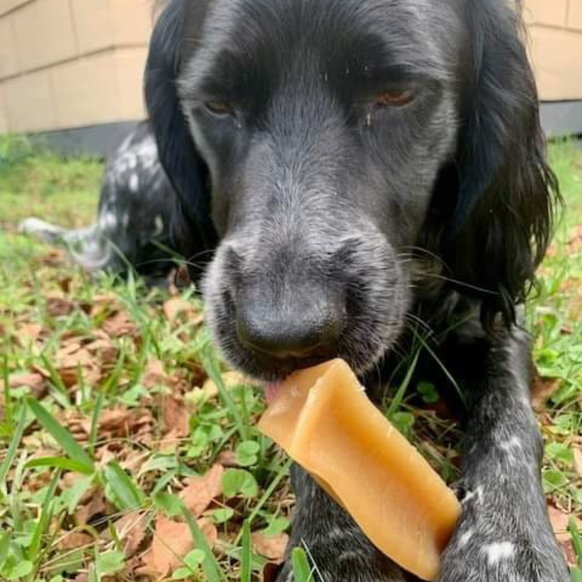 Bone Marrow Chew