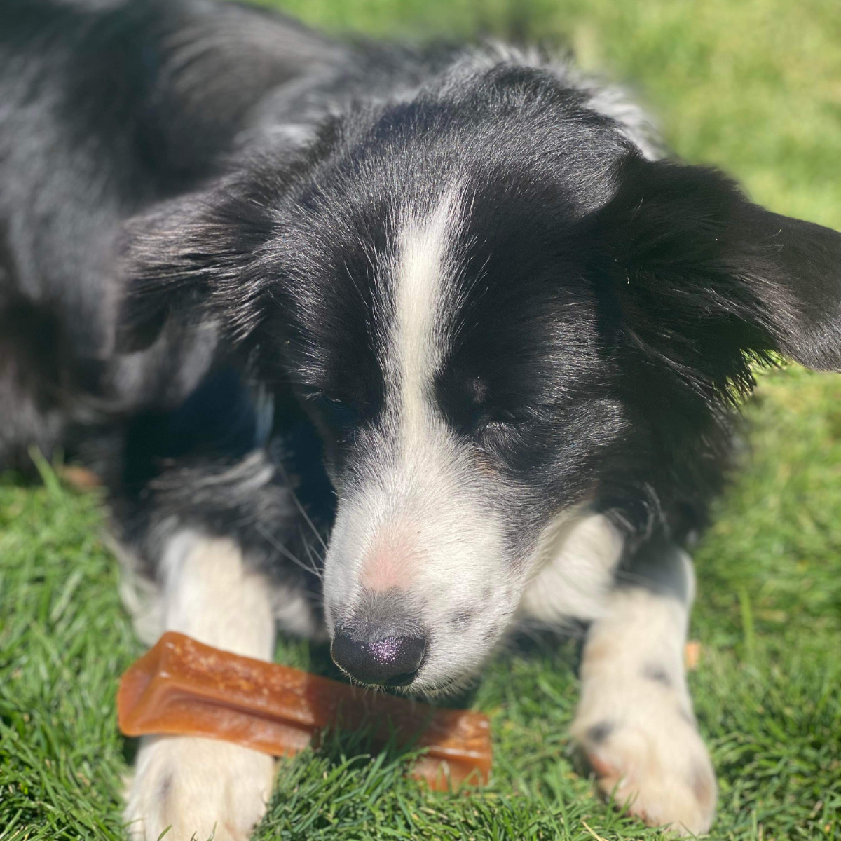 Bone Marrow Chew