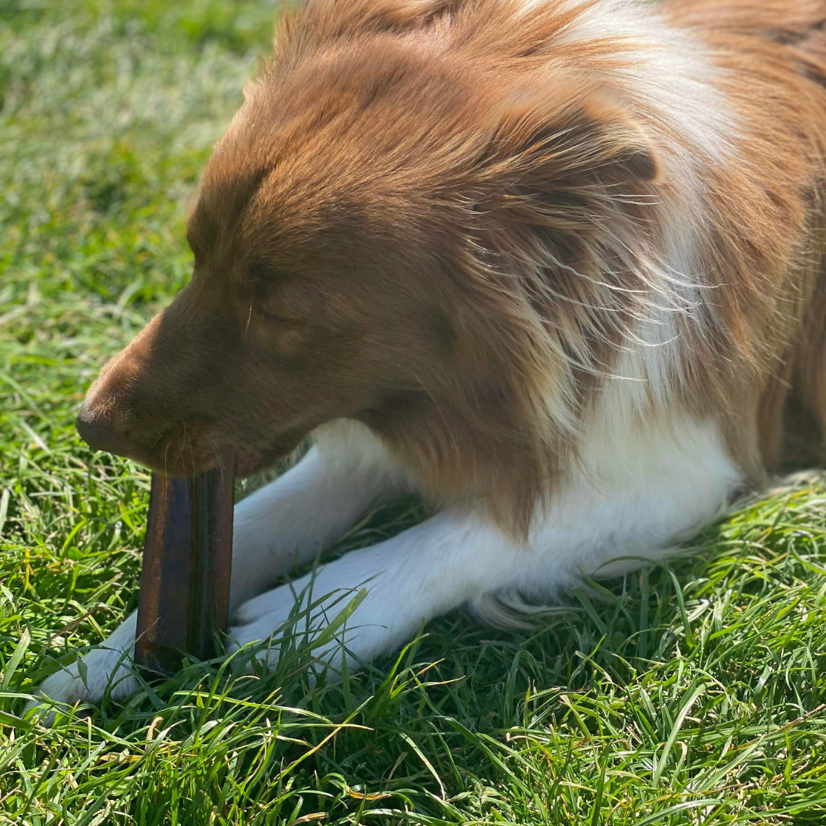 Bone Marrow Chew