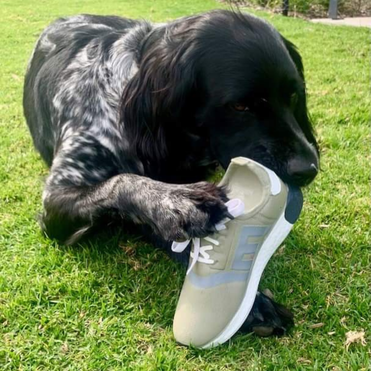 dog sport shoe
