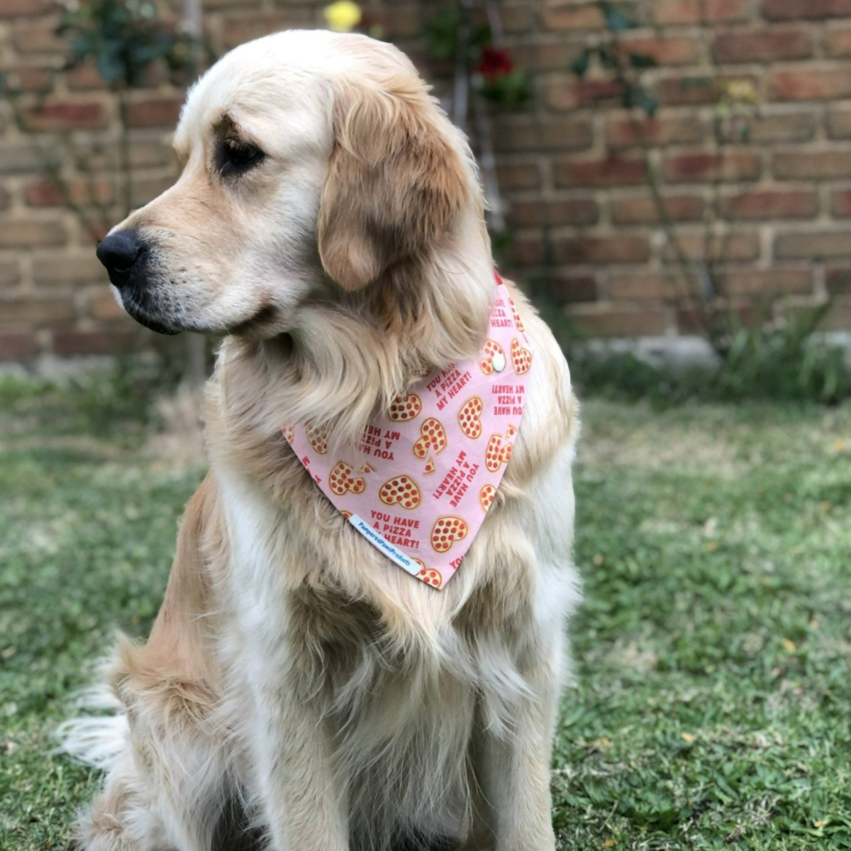 dog bandana