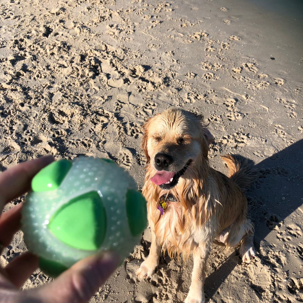 Dog ball