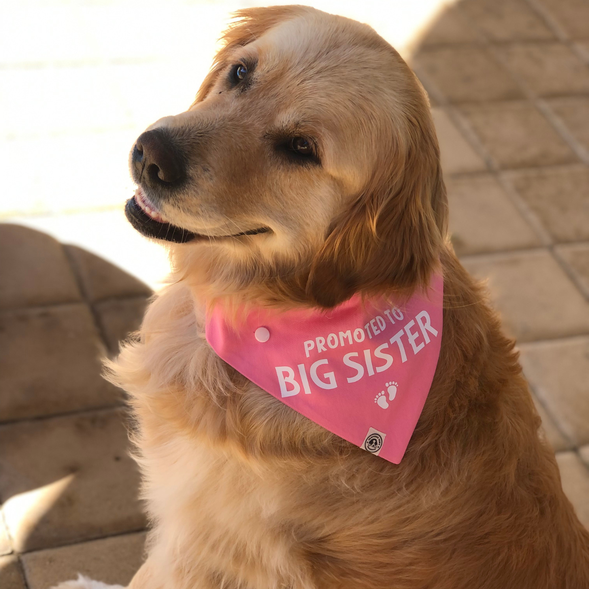 Baby Announcement - Big Sister Dog Bandana