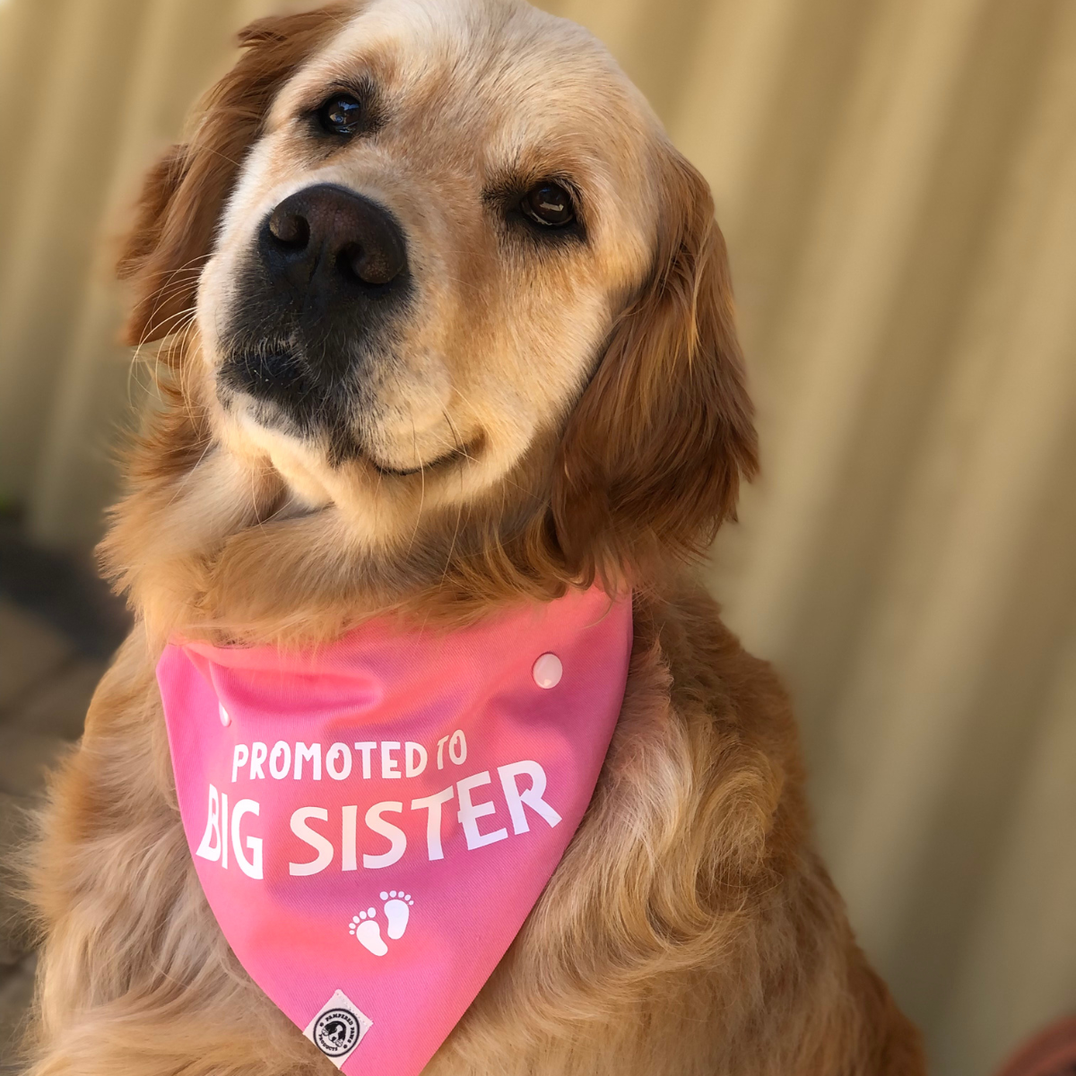Baby Announcement - Big Sister Dog Bandana