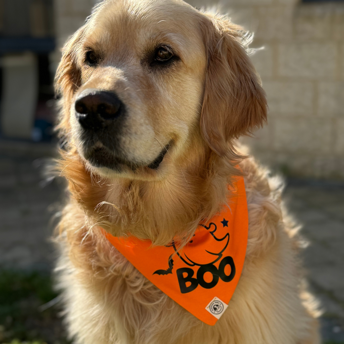Dog Halloween Bandana