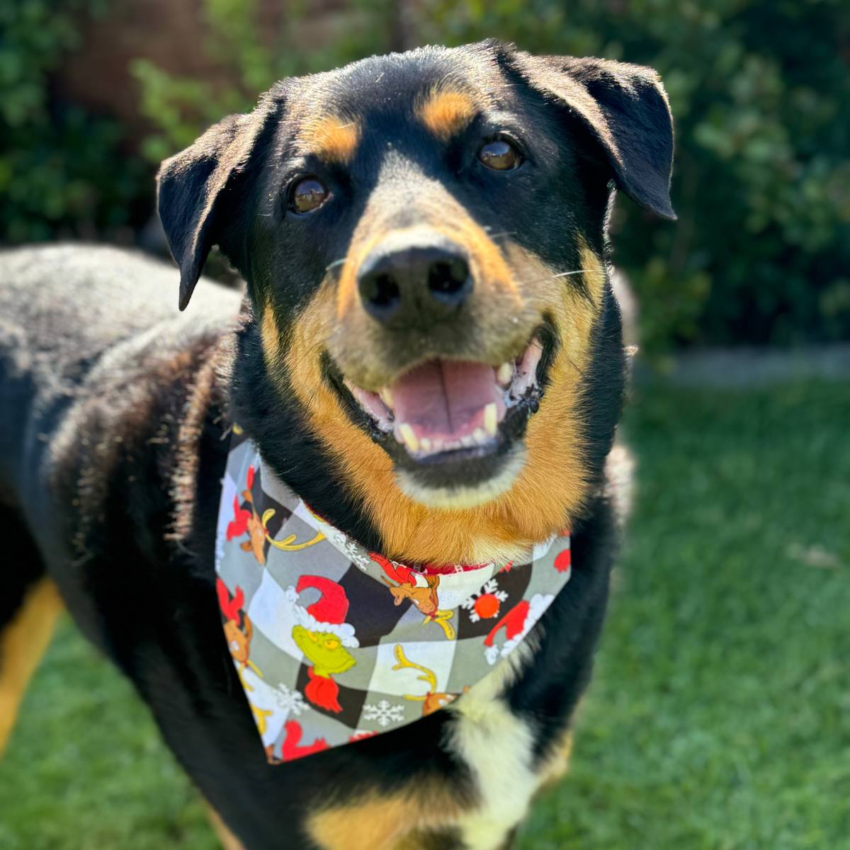 Grinches Christmas Dog bandana - over collar bandana