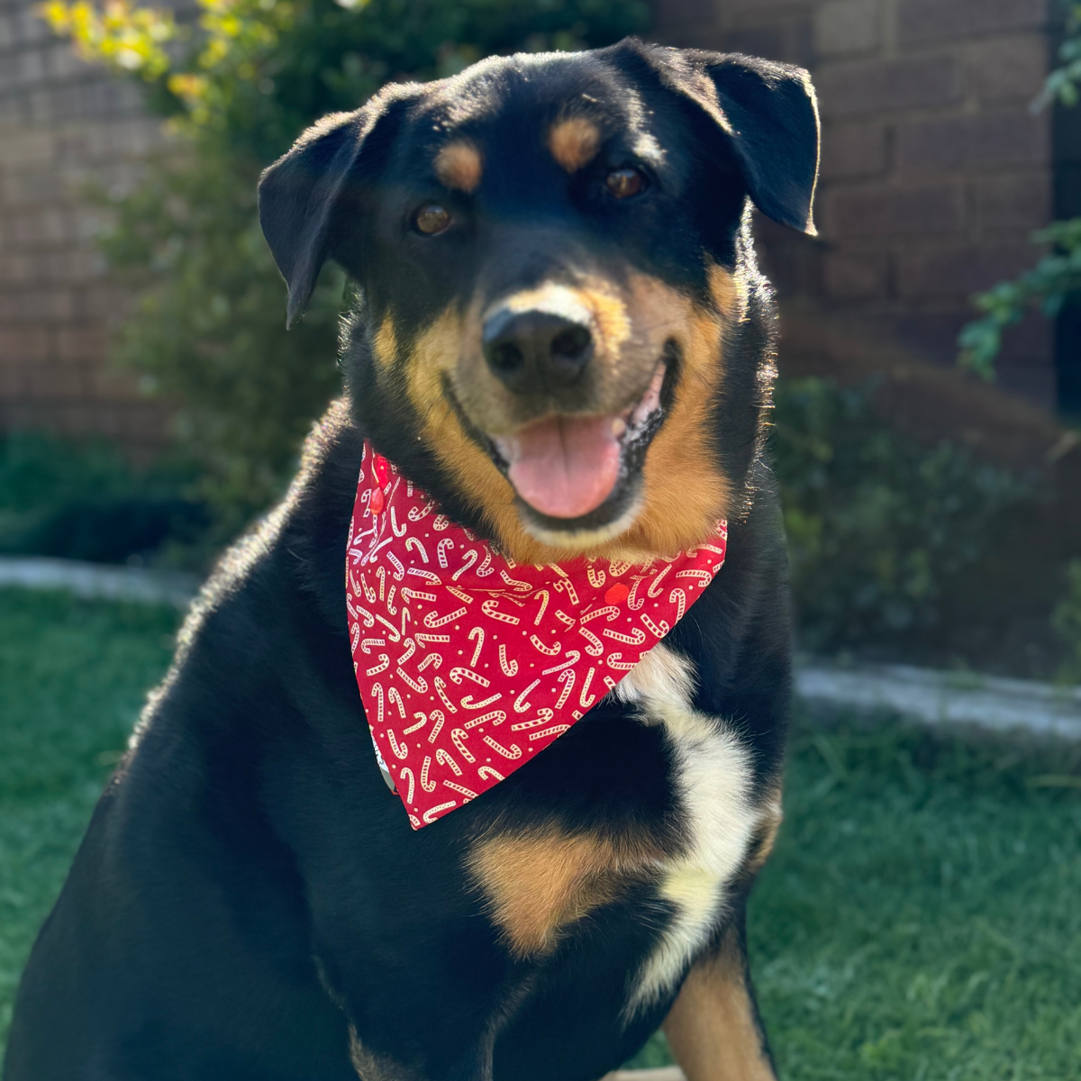 Candy Cane Christmas Dog Bandana