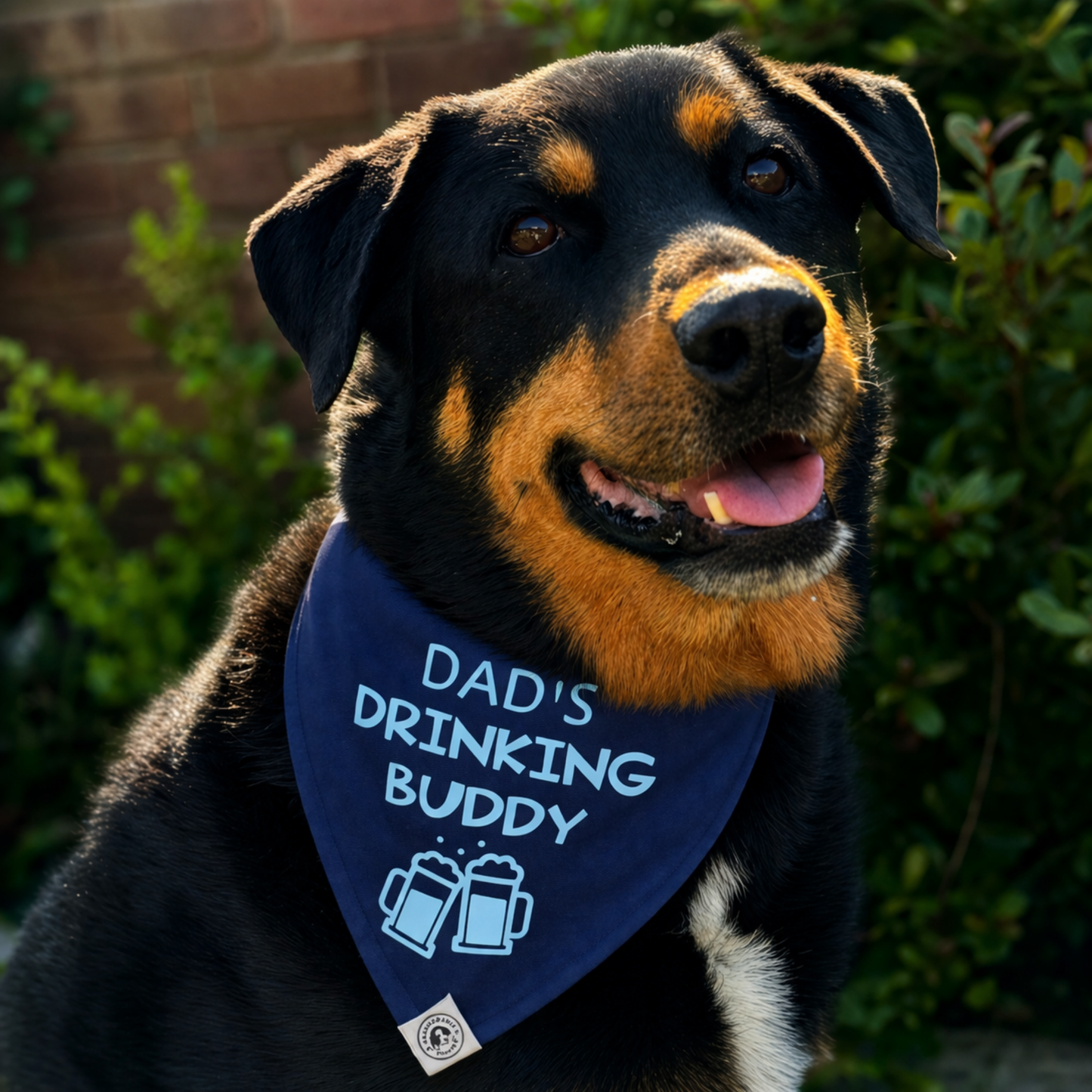 Black and brown dog wearing dads drinking buddy dog bandana funny dog bandana Australia outdoor