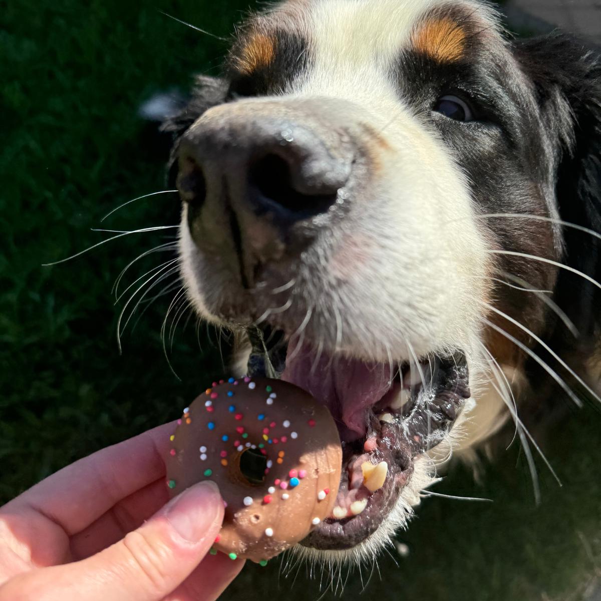 Doggie Doughnuts