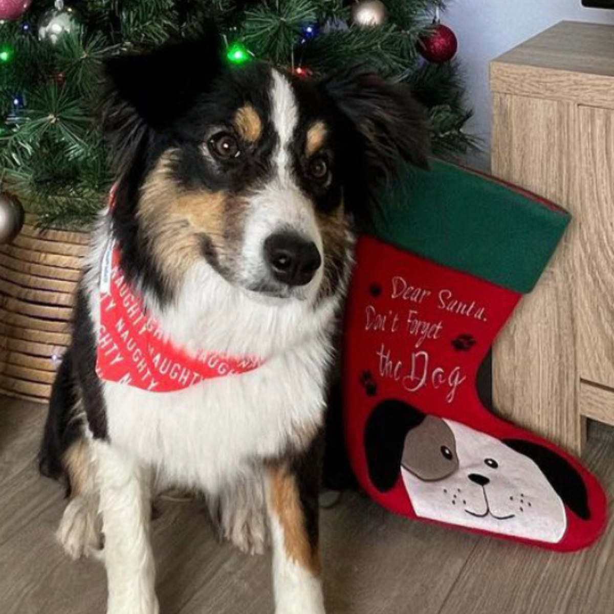 Christmas Dog Stocking 45cm