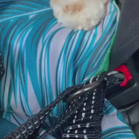 dog Seatbelt
