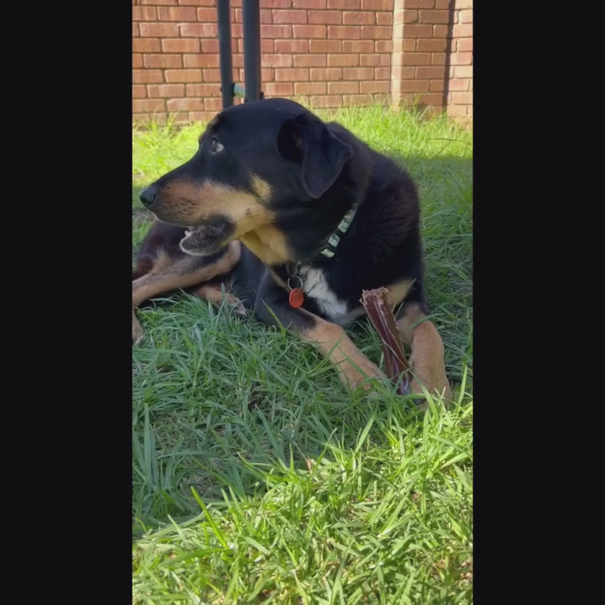 Bone Marrow Chew