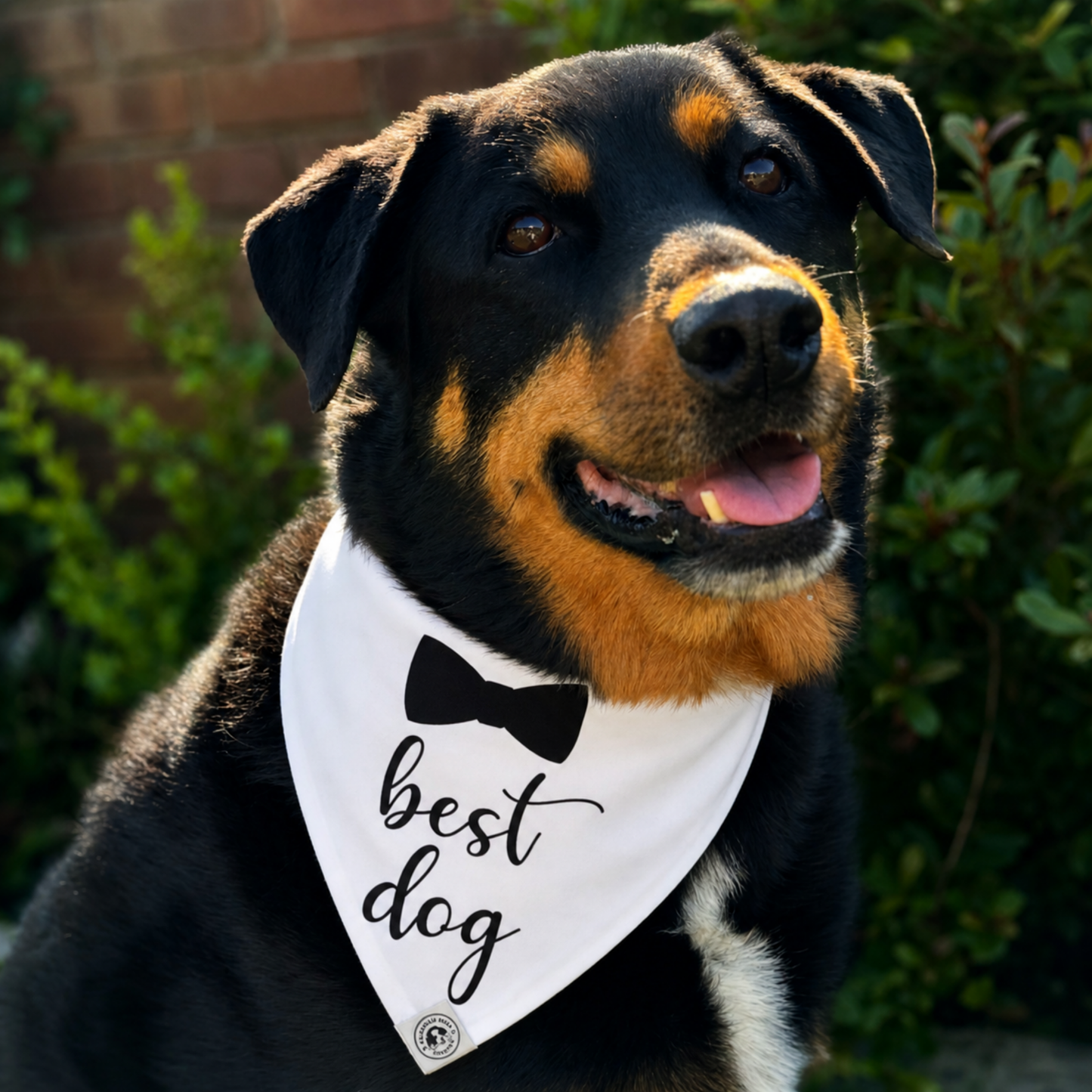 Rottweiler wearing a white “best dog” bow tie dog bandana outdoors, durable stylish dog bandana for pets in Australia