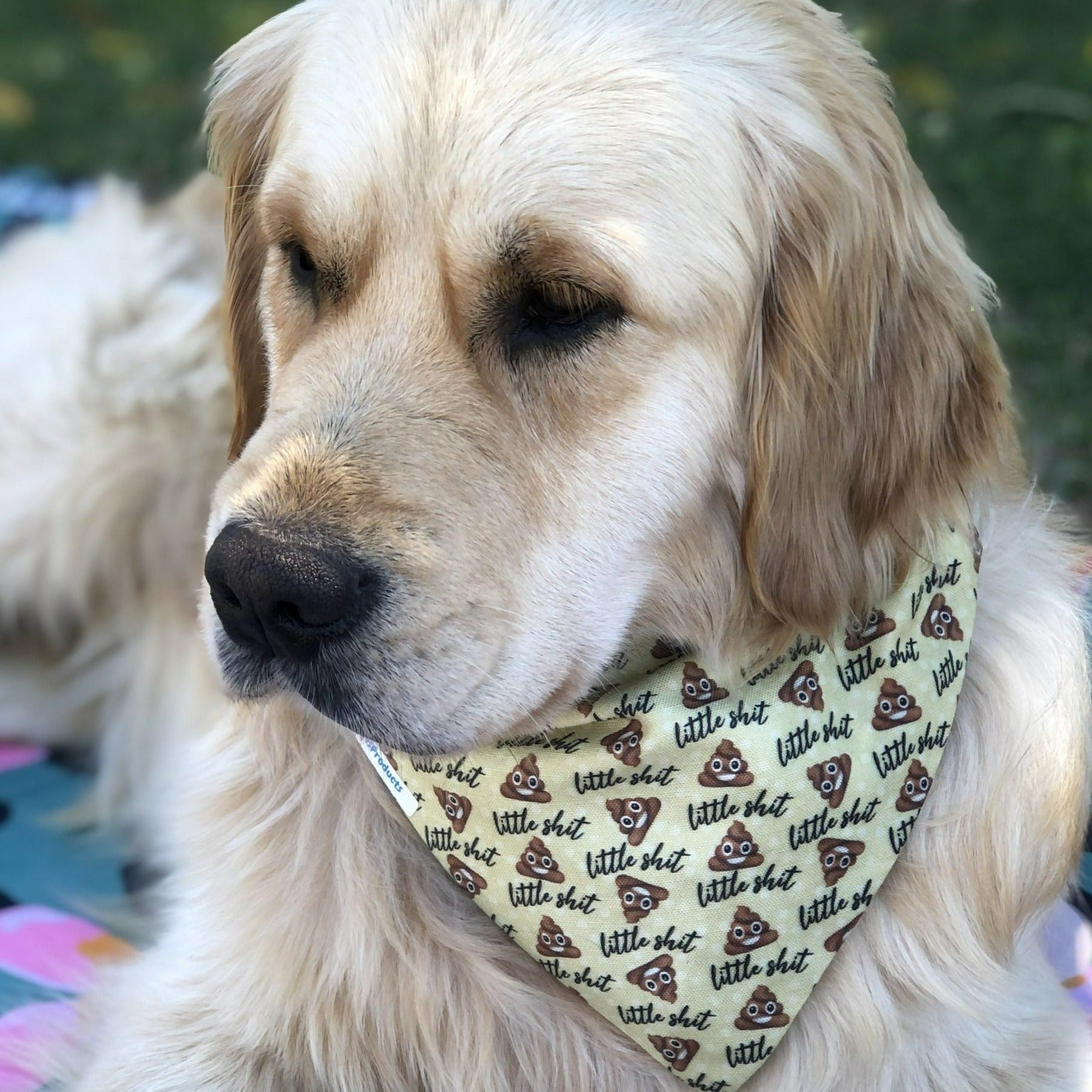 little shit dog bandana