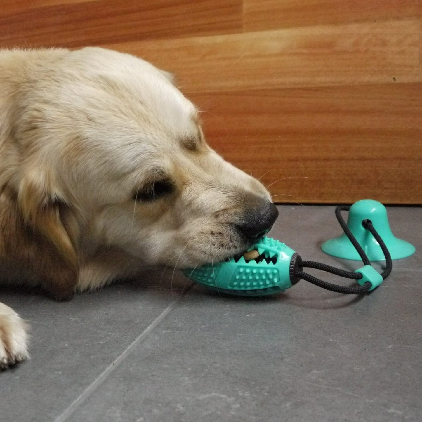 Suction Chew Dog Toy