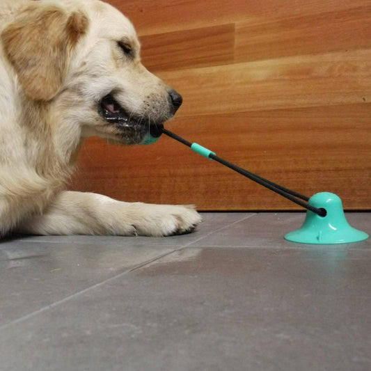 Suction Chew Dog Toy