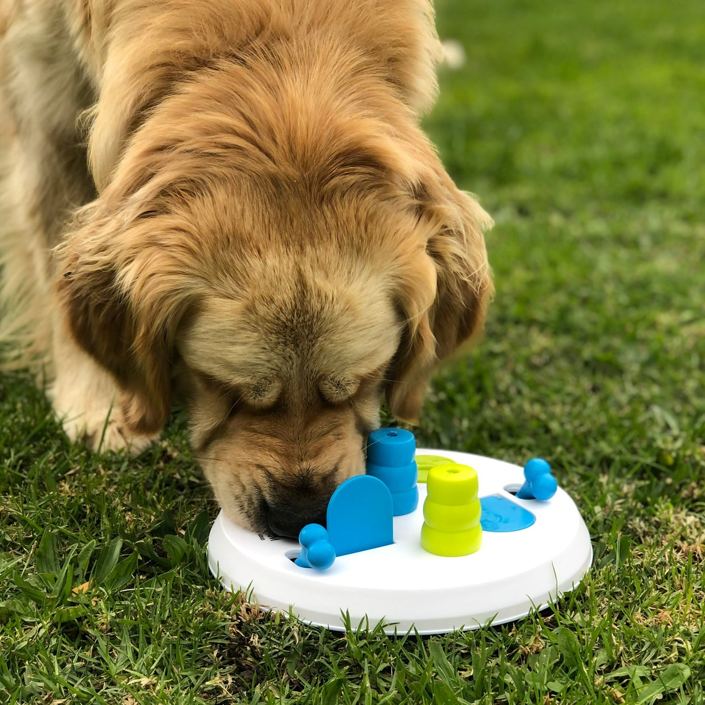 Enrichment Dog Bundle