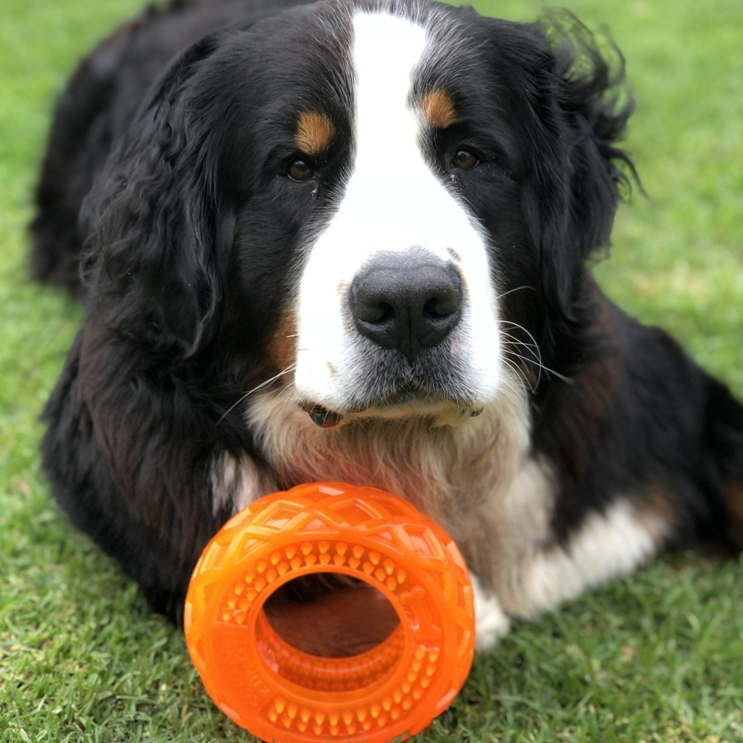 Scream-Xtreme Treat Tyre - Strong Dog Toy