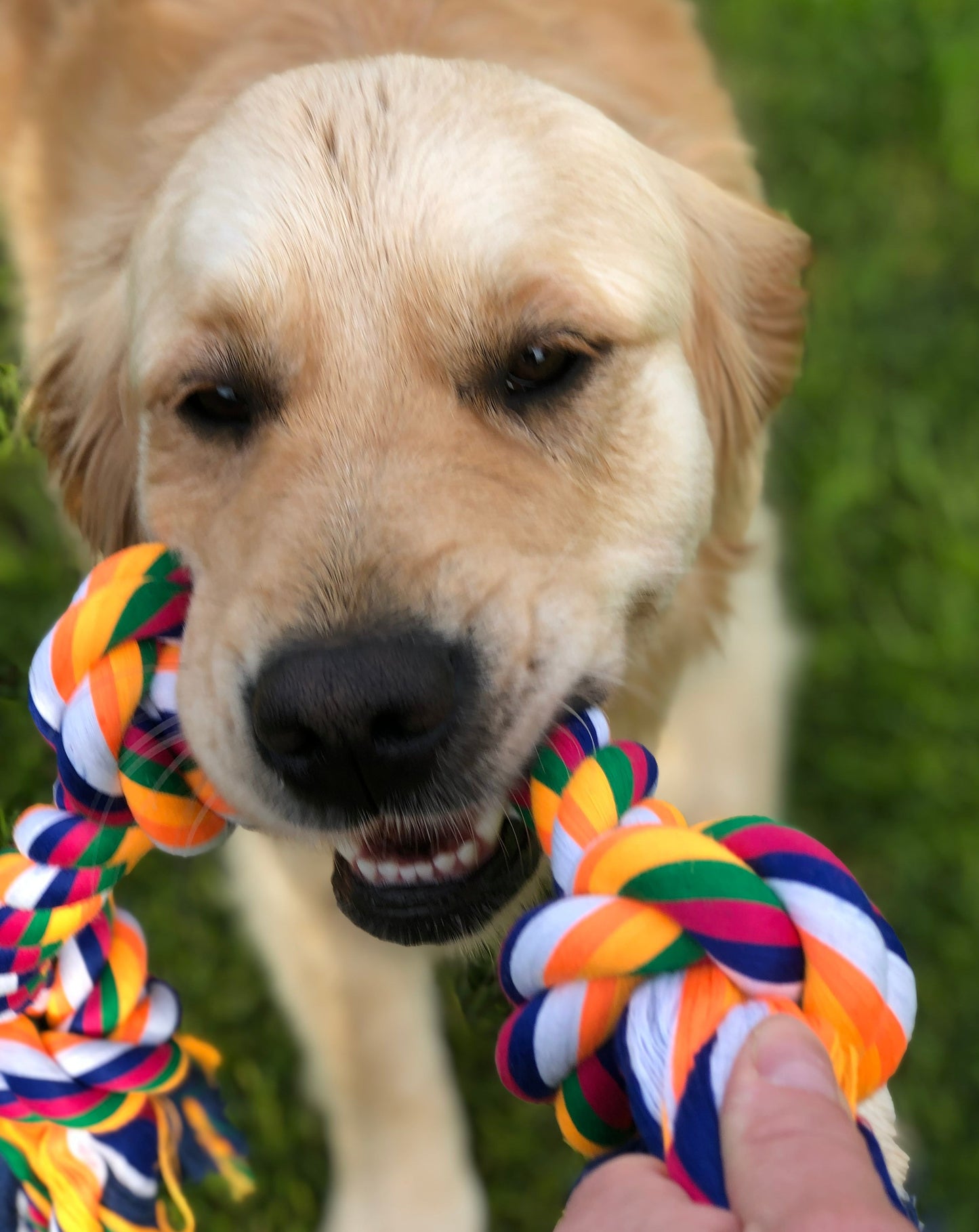 Dog rope