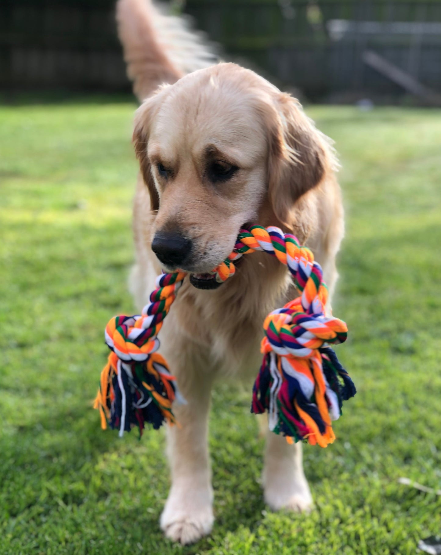Dog rope
