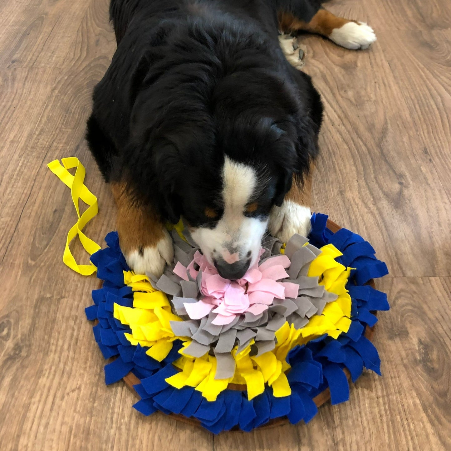 Enrichment Dog Bundle
