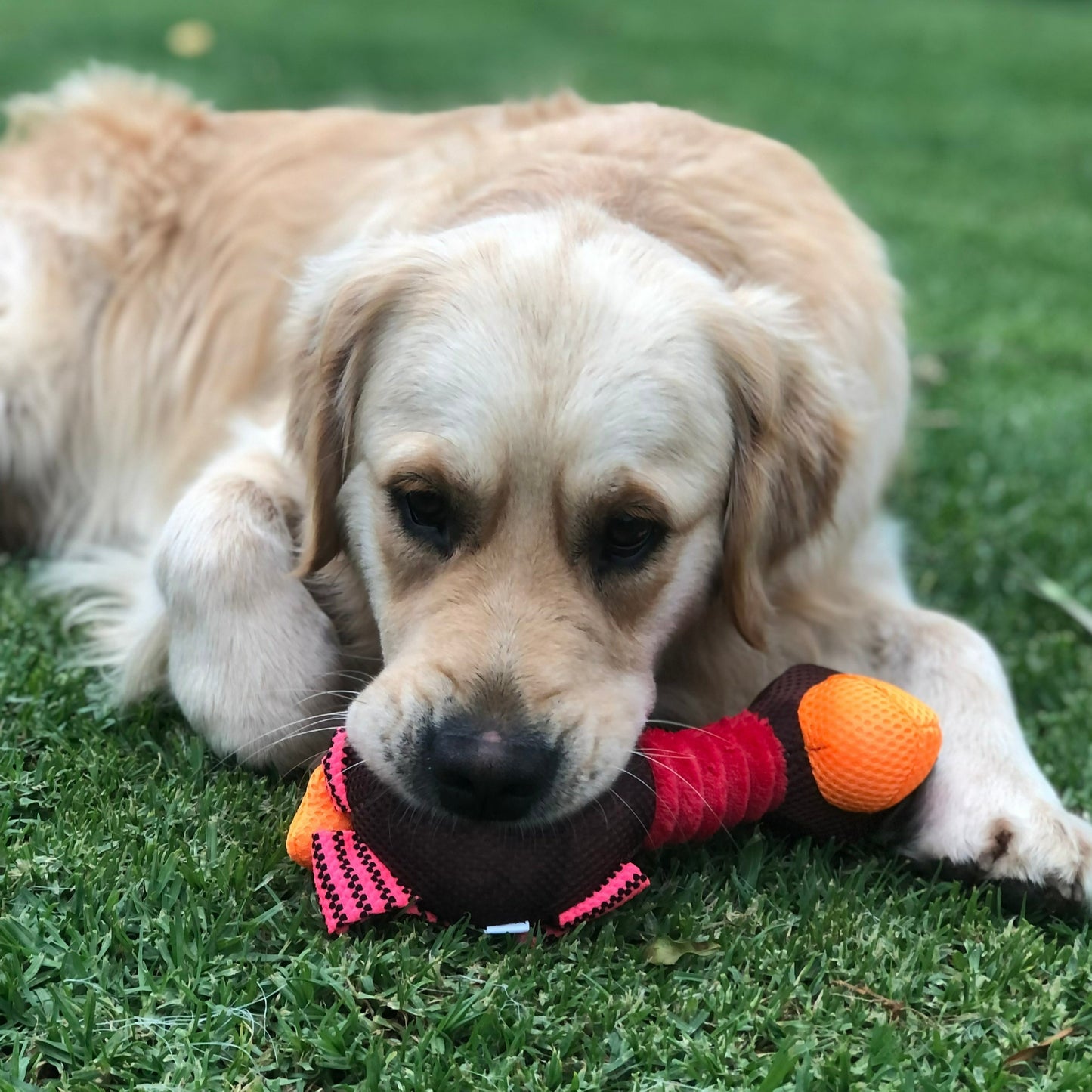 Plush Bird Dog Toy - Limited