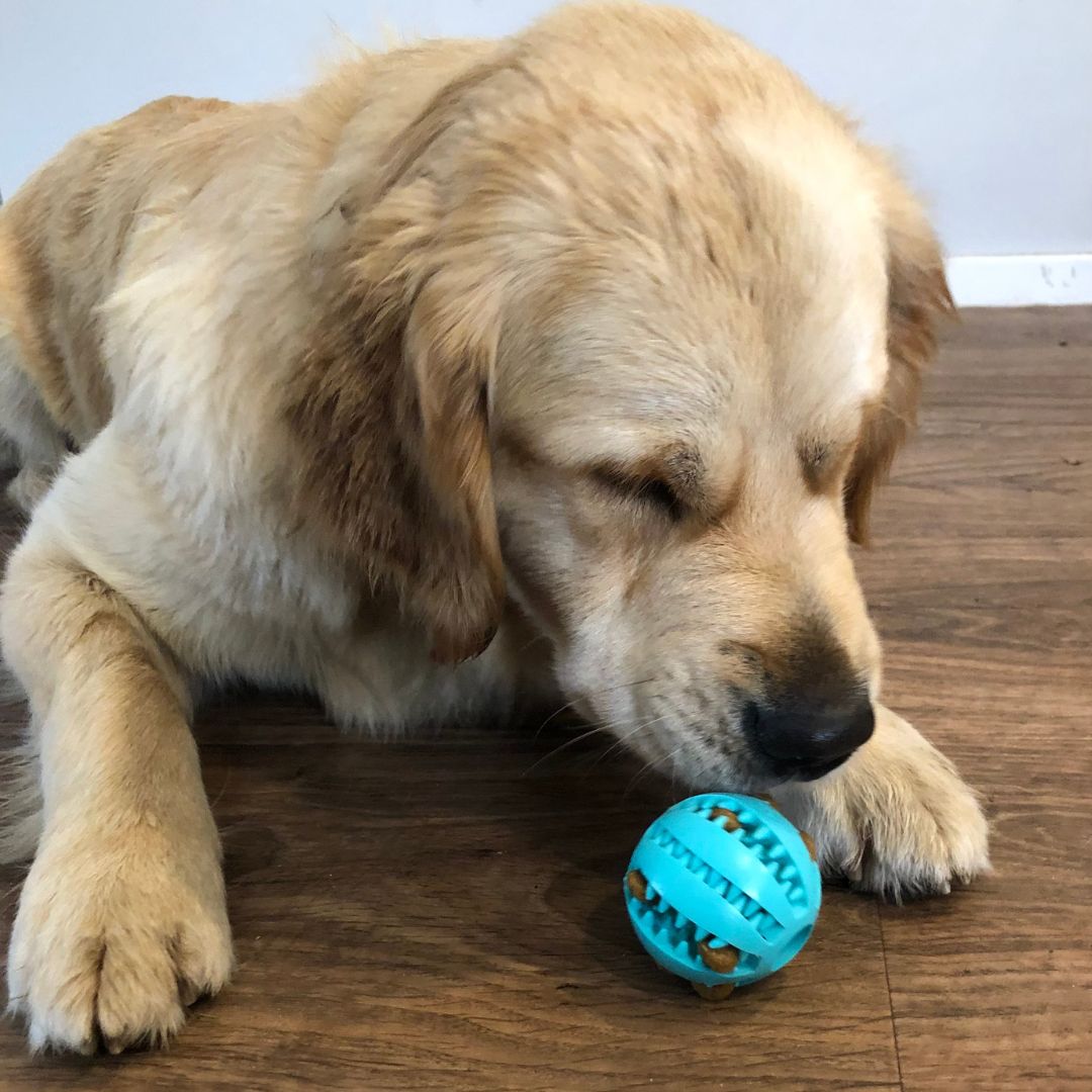 Dog Dental Treat Ball