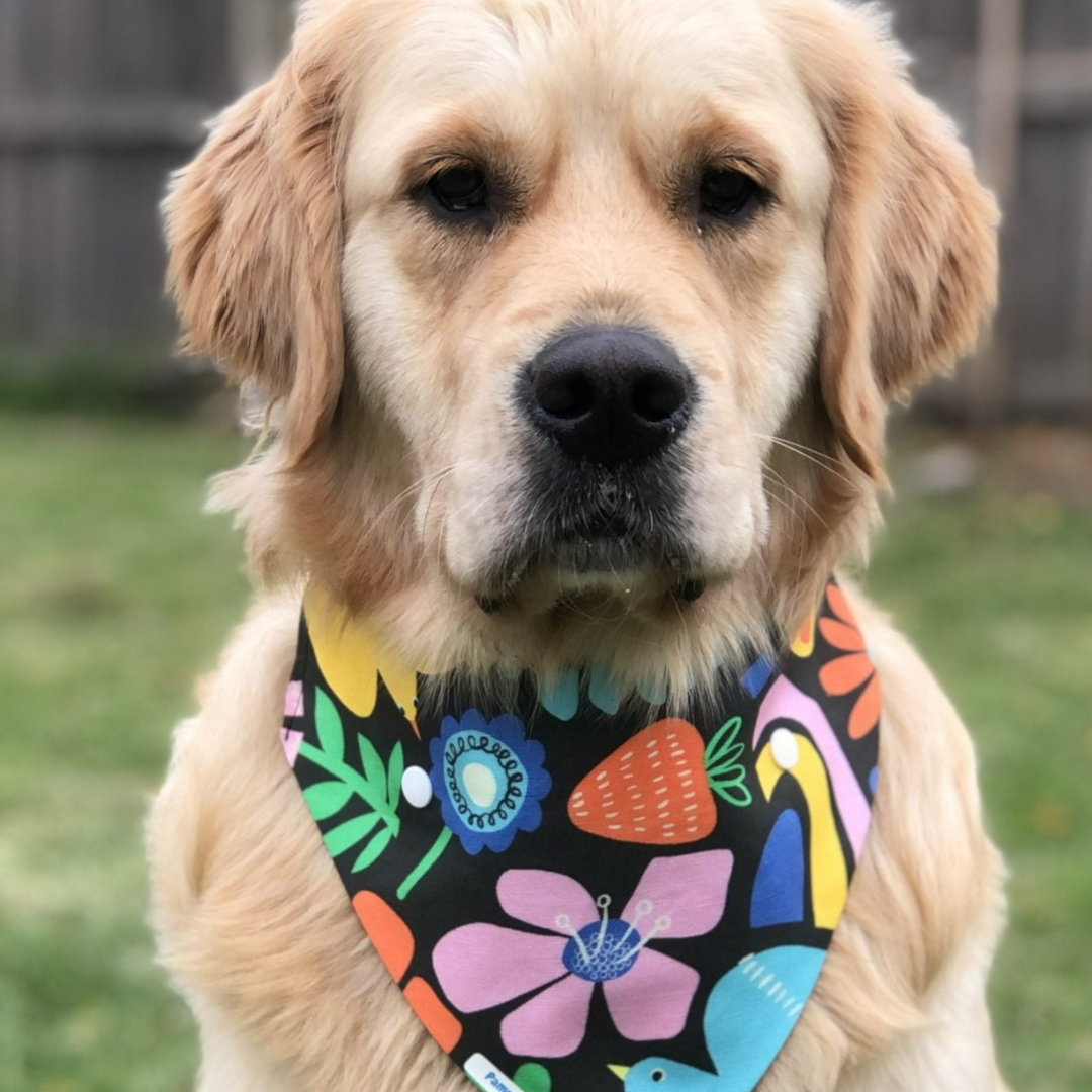 Summer Fun Dog Bandana