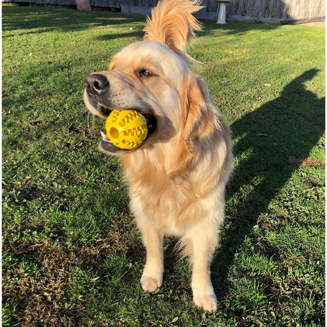 Dog Dental Treat Ball