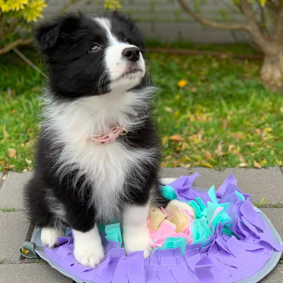 Enrichment Dog Bundle