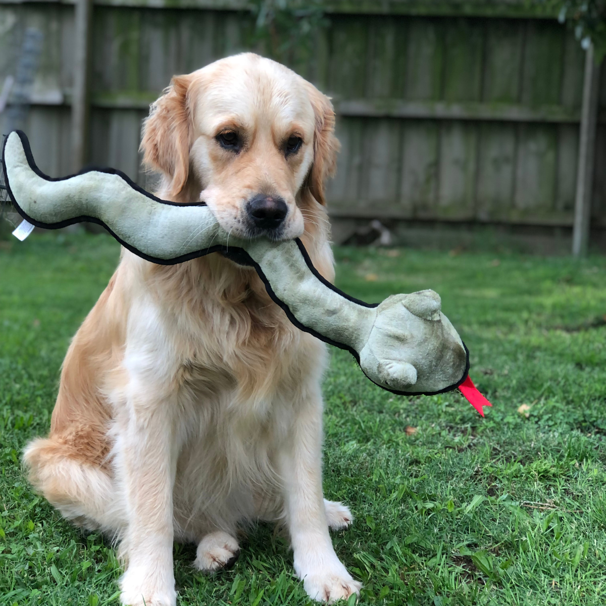 Plush Snake Dog Toy