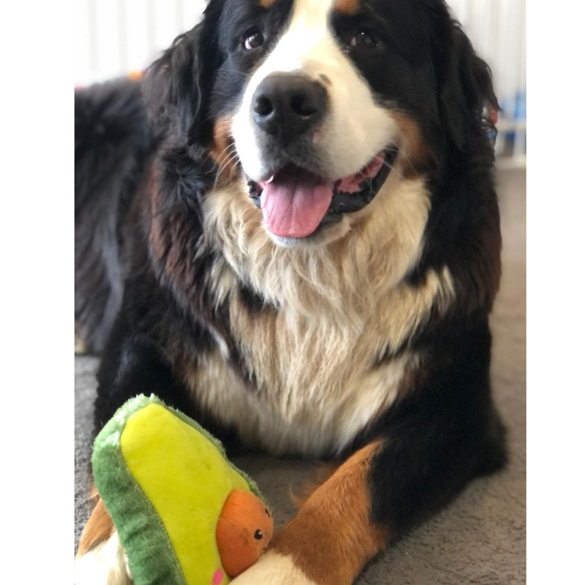 ZippyPaws NOMNOMZ Avocado
