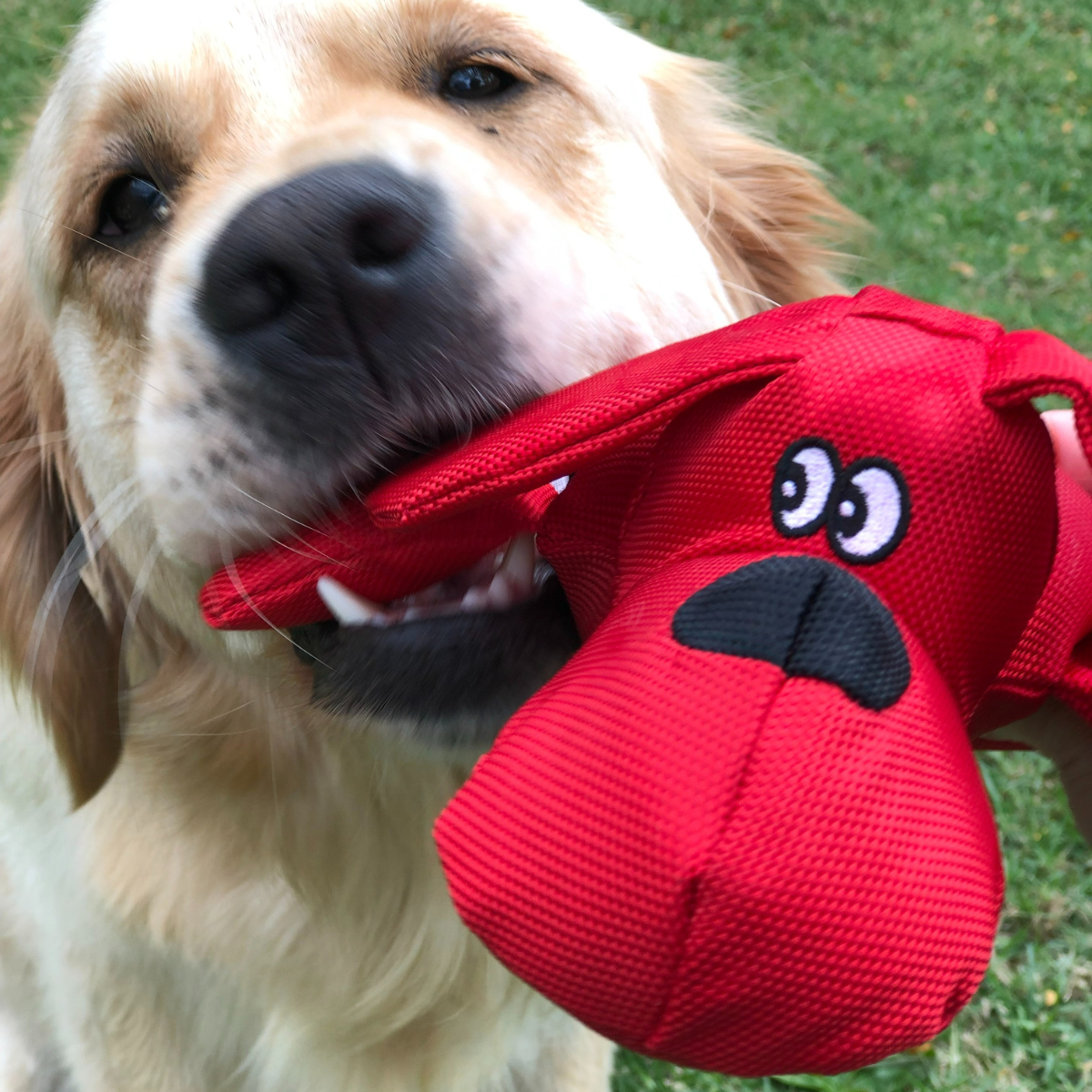 dog toy