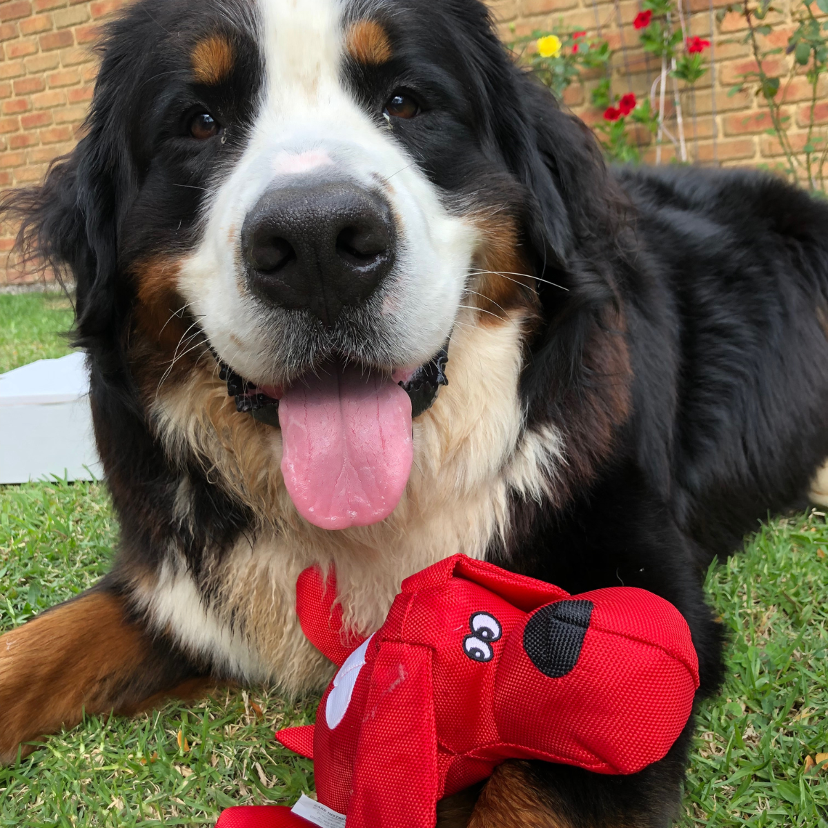 dog toy
