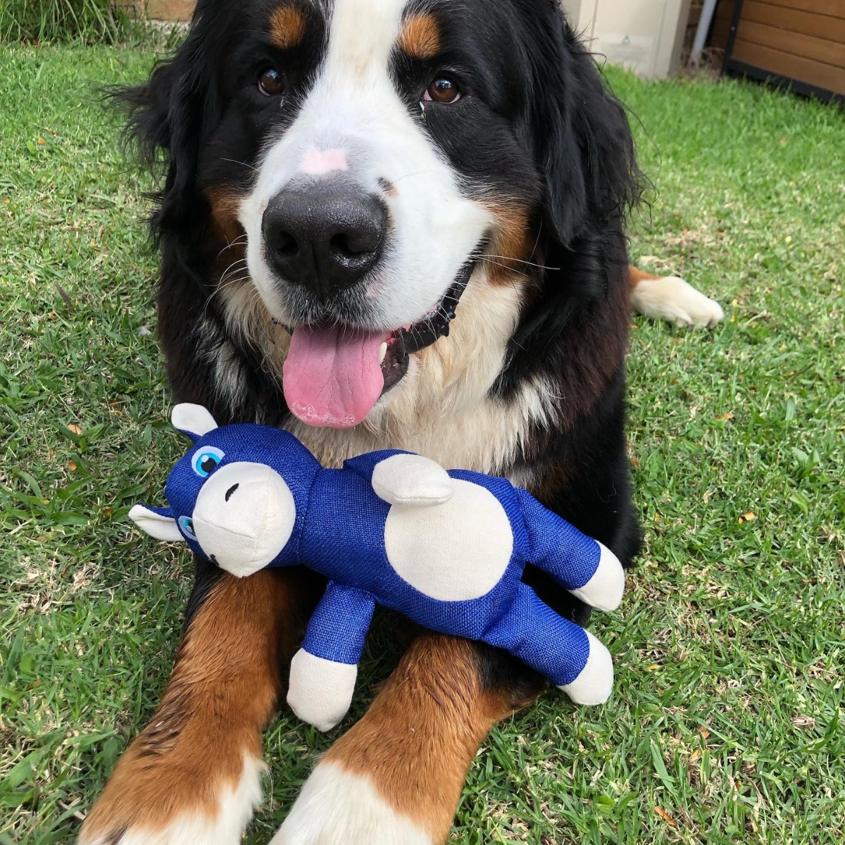 Dog Plush Toy